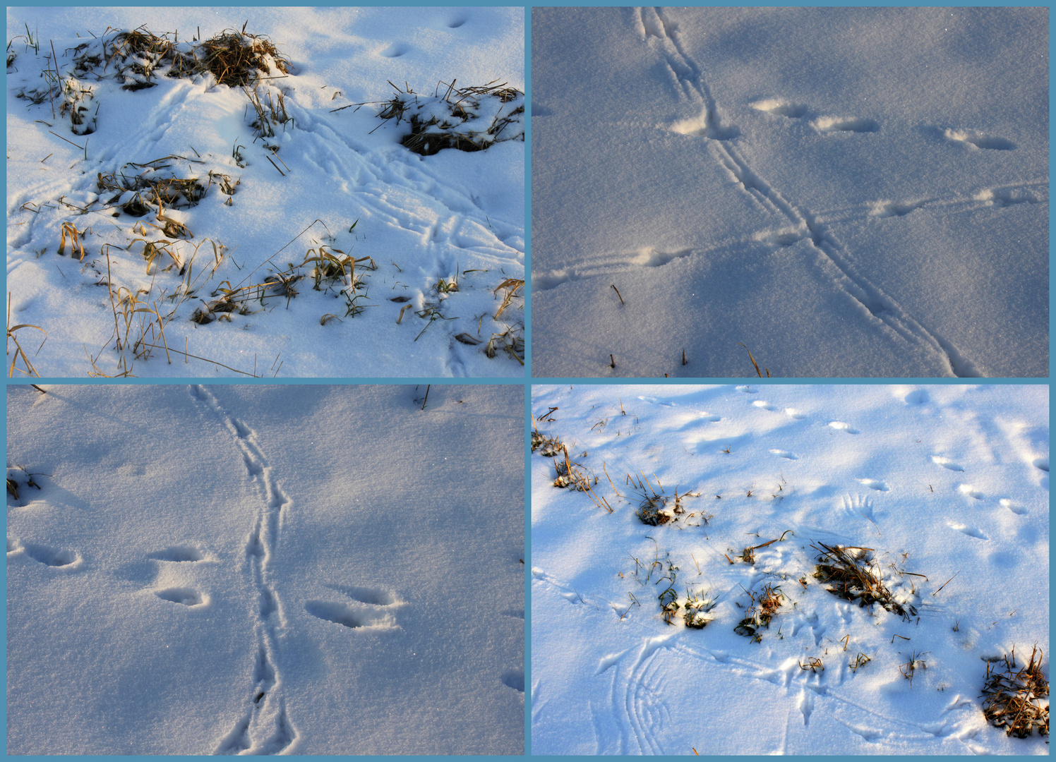 -Wildspuren im Schnee...