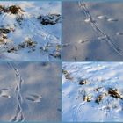 -Wildspuren im Schnee...