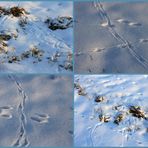 -Wildspuren im Schnee...