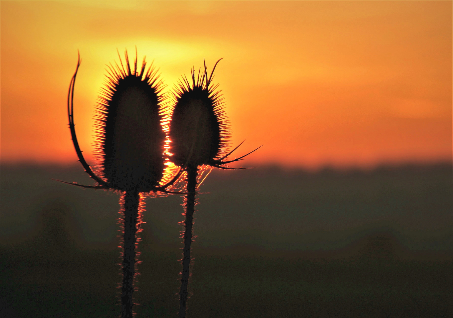 Wild;Stachelig und Feurig