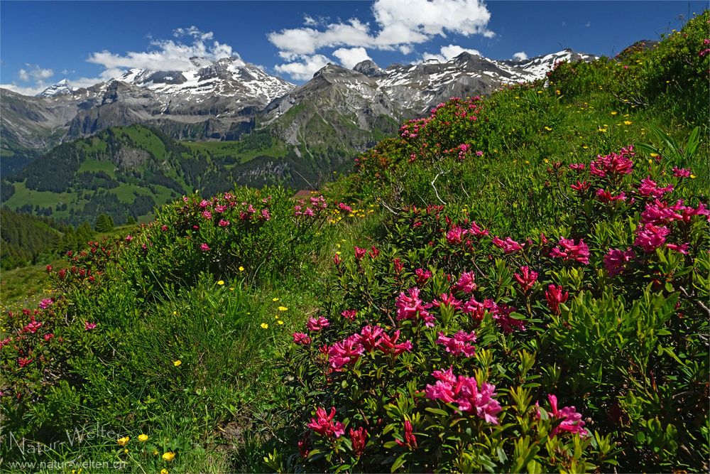 Wildstrubel mit Alpenrosen