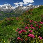 Wildstrubel mit Alpenrosen