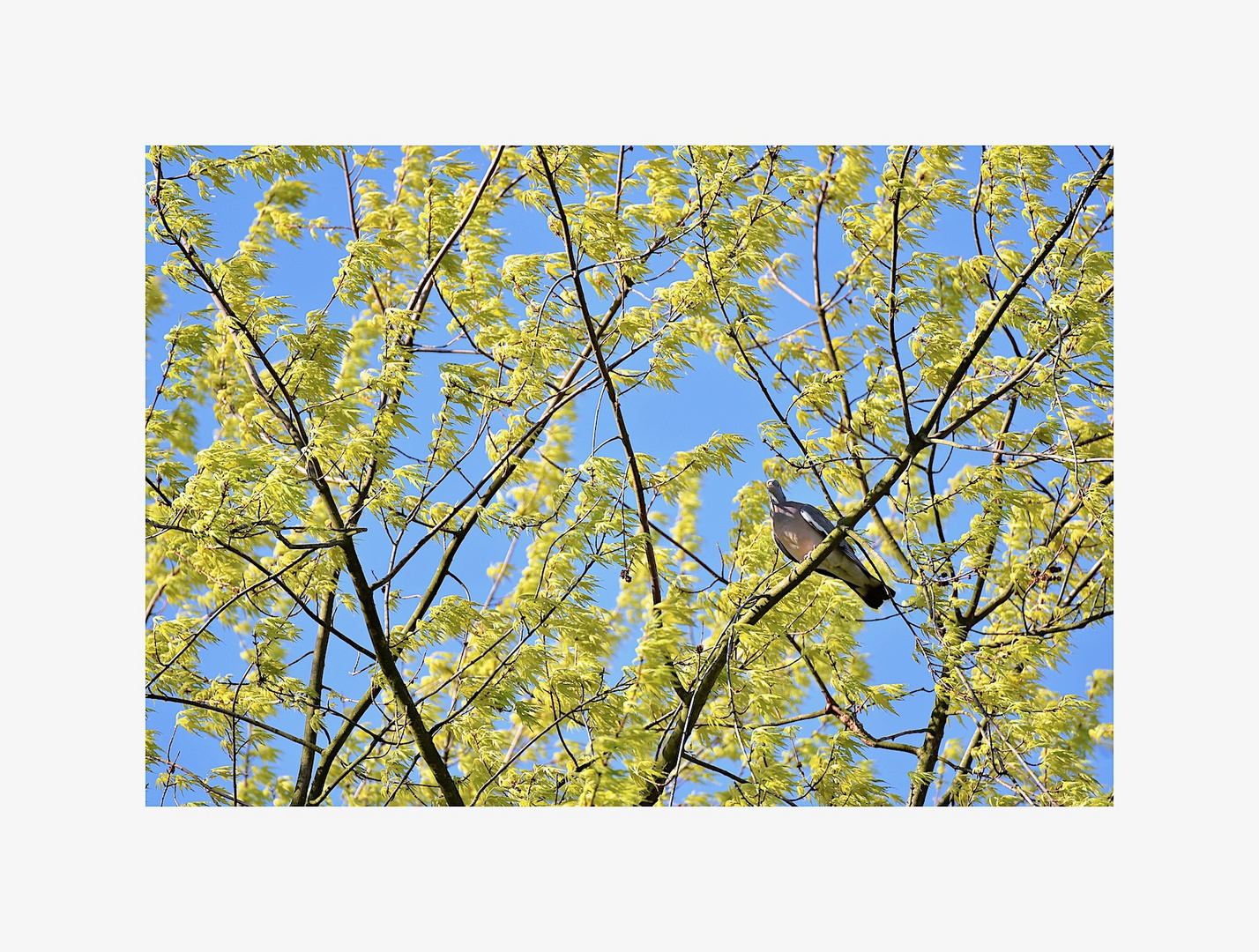 Wildtaube Foto & Bild tiere, wildlife, wild lebende vögel Bilder auf