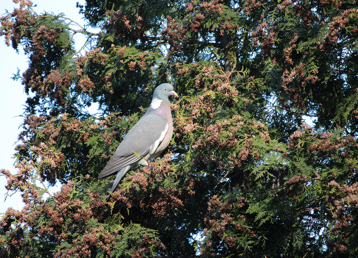 Wildtaube am Morgen