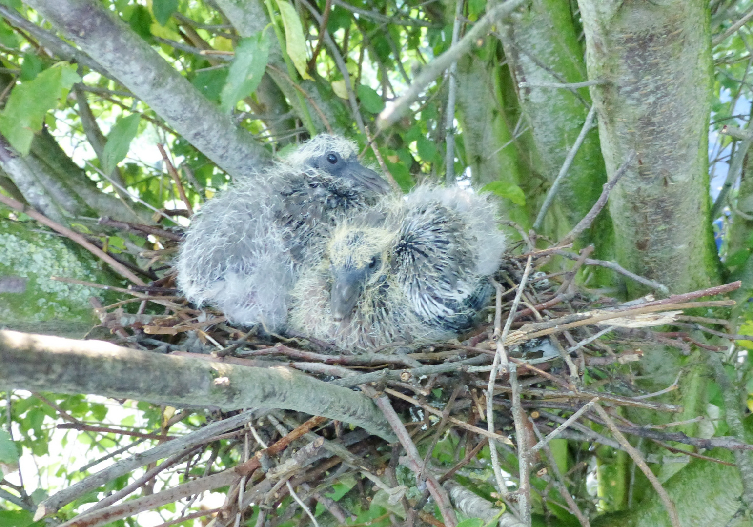 Wildtaubennachwuchs