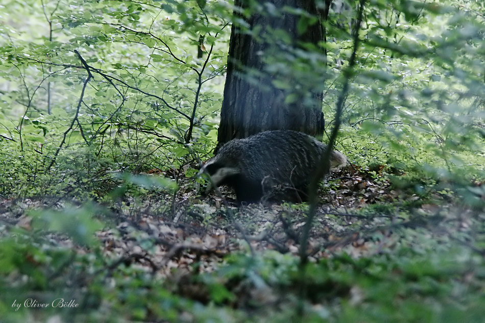 Wildtier des Jahres 2010