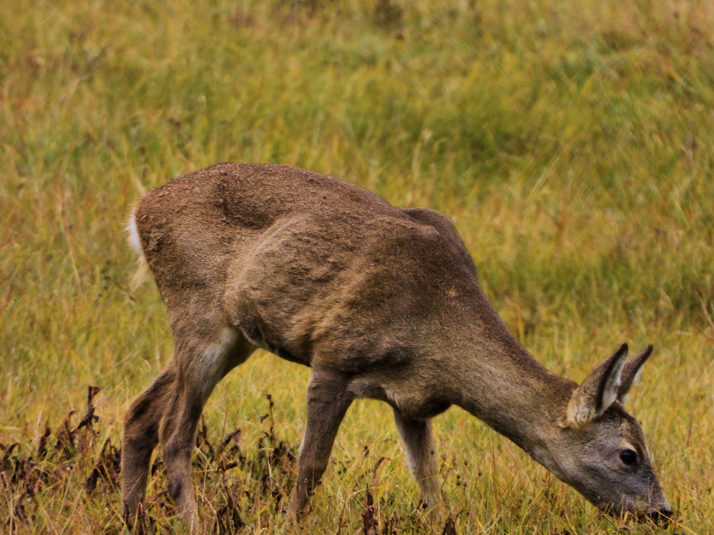 Wildtier des Jahres 2019 (2)