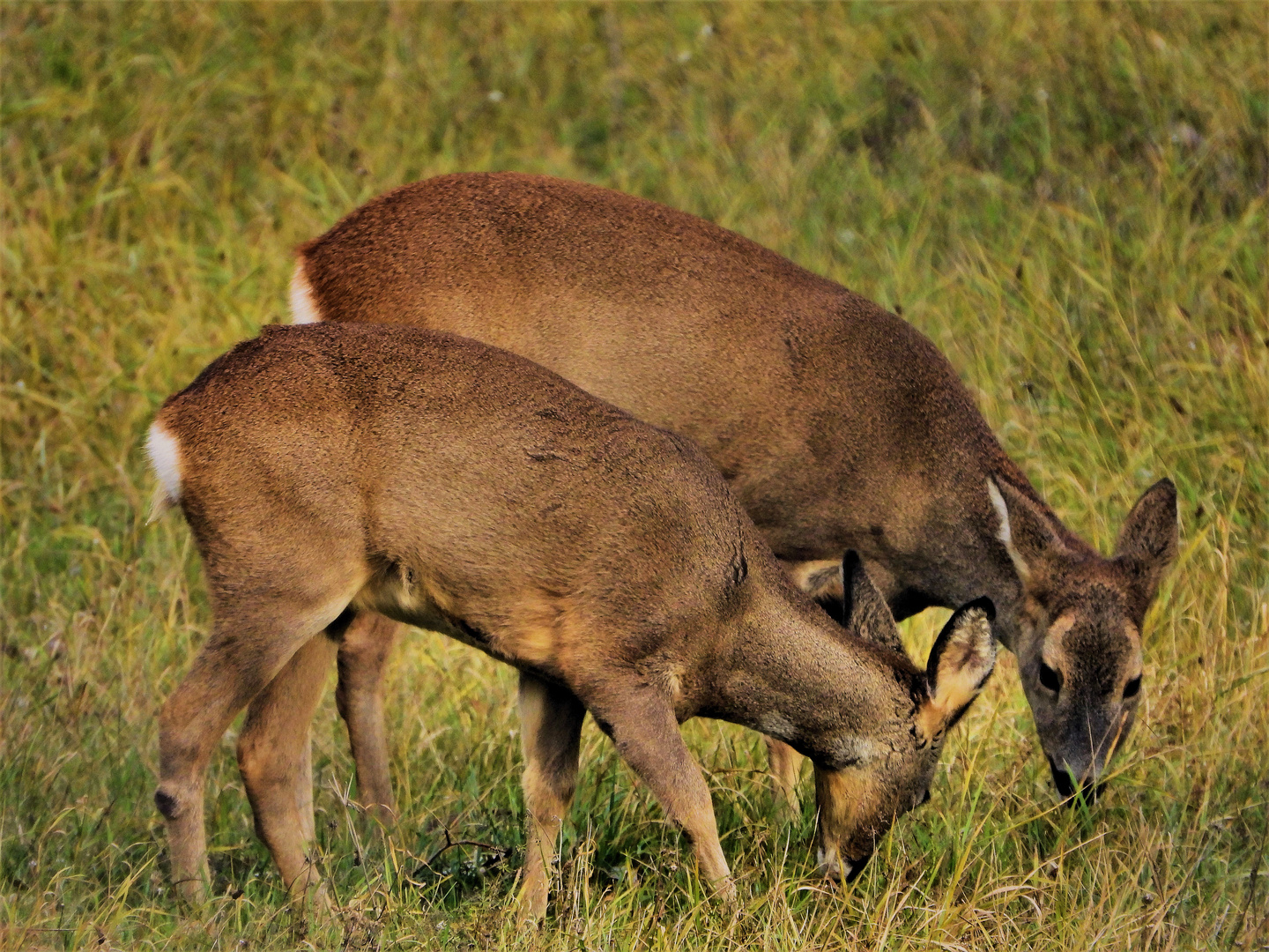 Wildtier des Jahres 2019