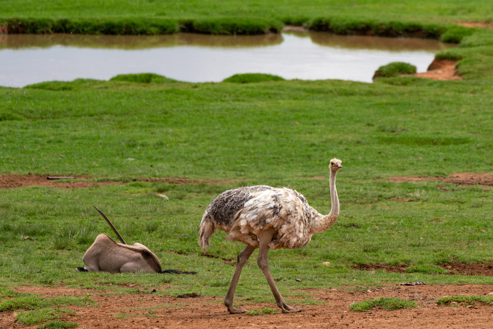 Wildtiere am Alzu Petroport