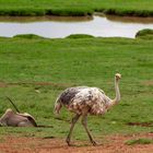 Wildtiere am Alzu Petroport