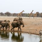 Wildtiere Etosha 20150920GK284