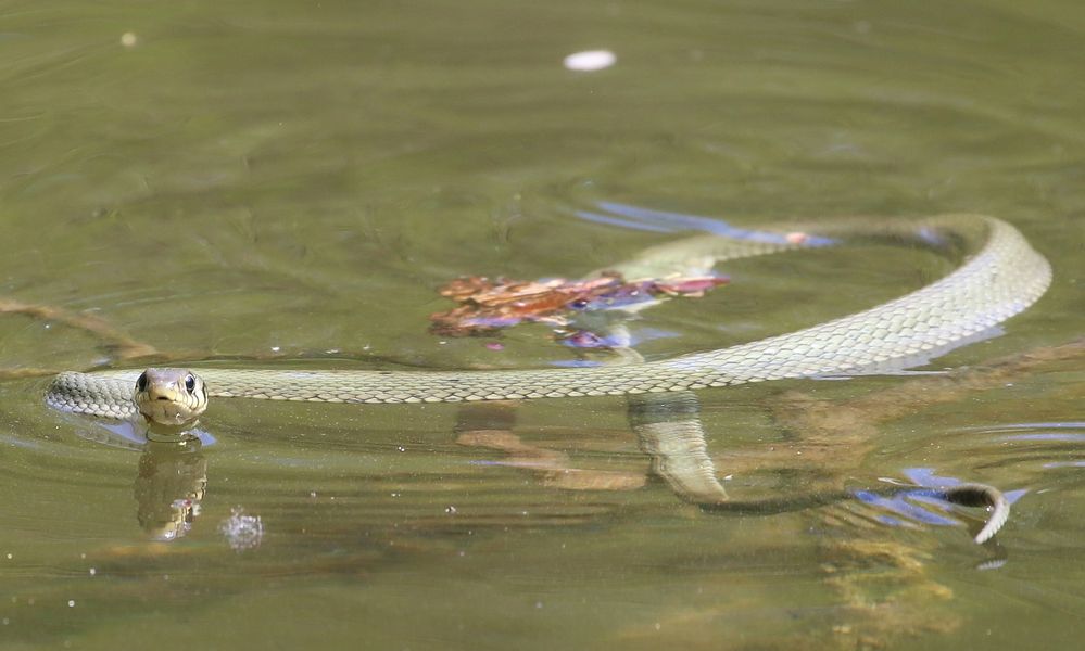 Wildtiere in München