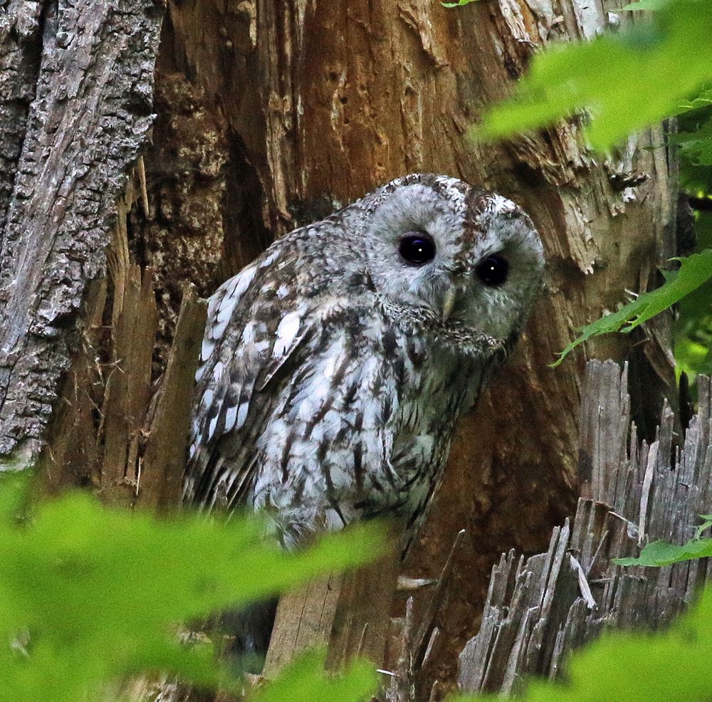 Wildtiere in München 