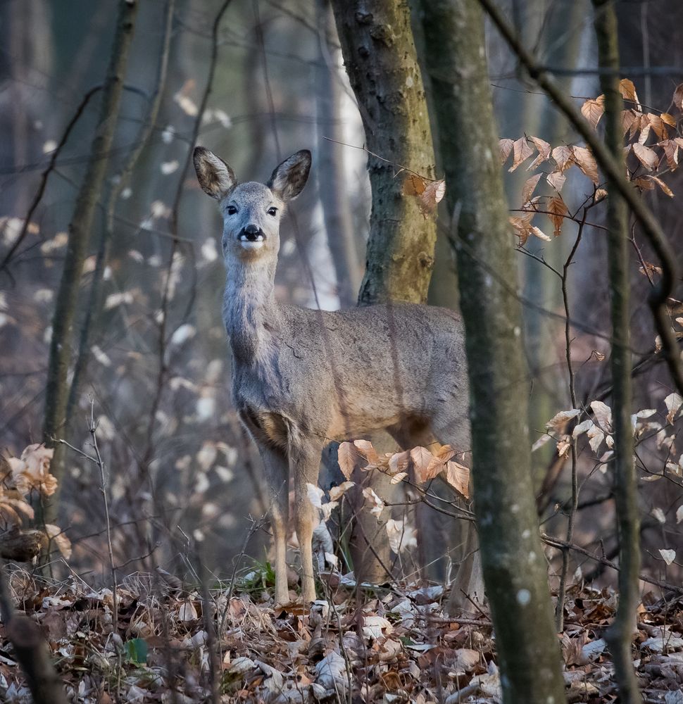 Wildtiere in München