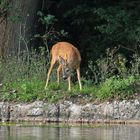 Wildtiere in München