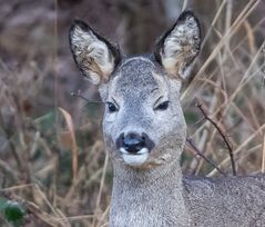 Wildtiere in München