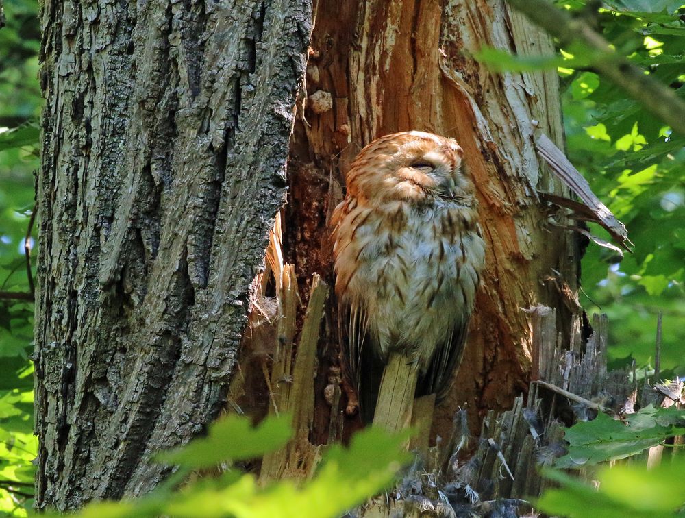 Wildtiere in München