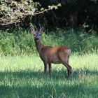 Wildtiere in München