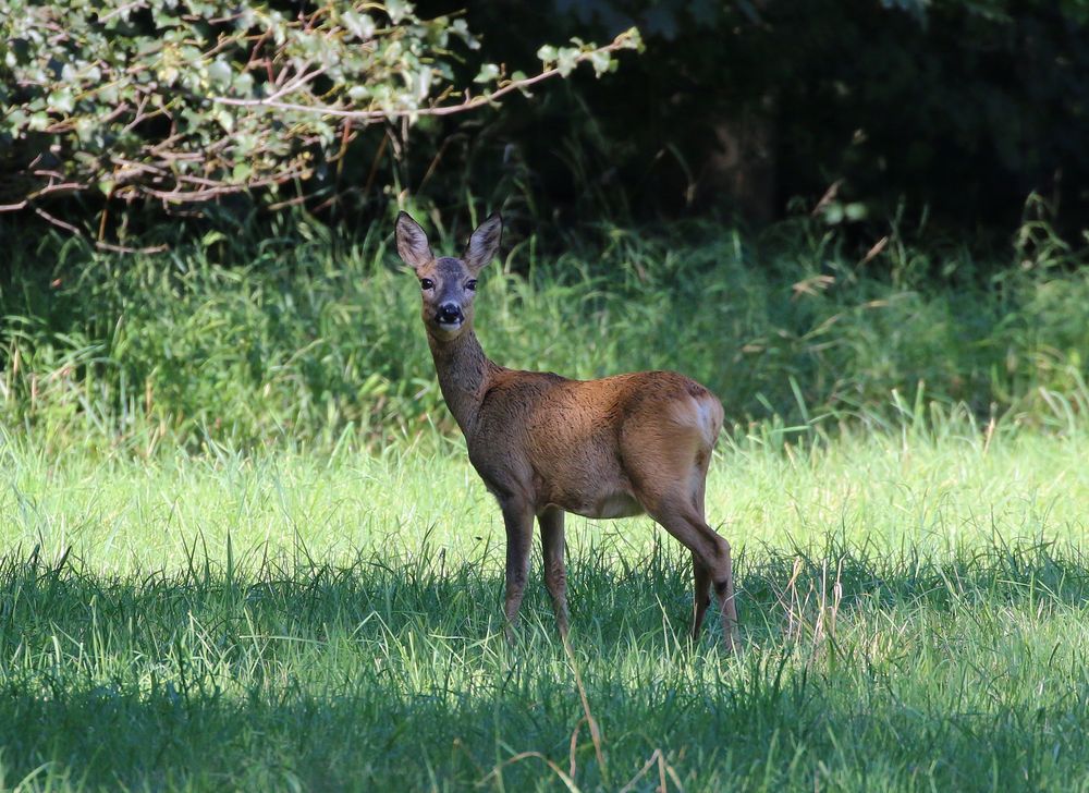 Wildtiere in München