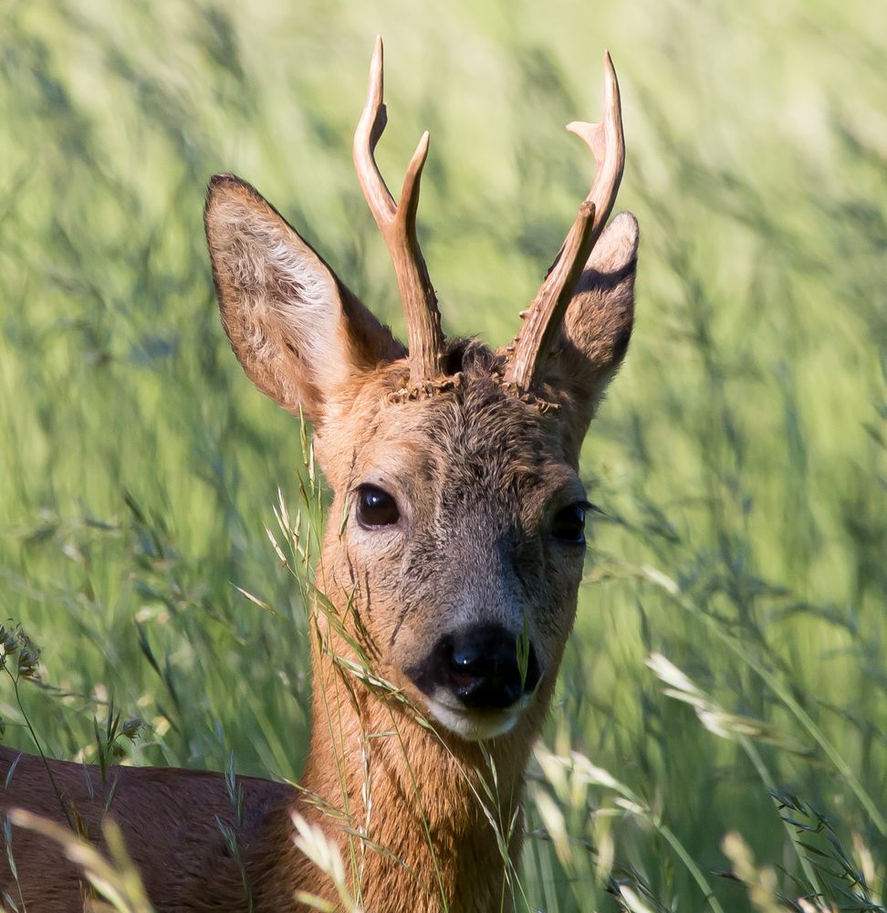 Wildtiere in München 