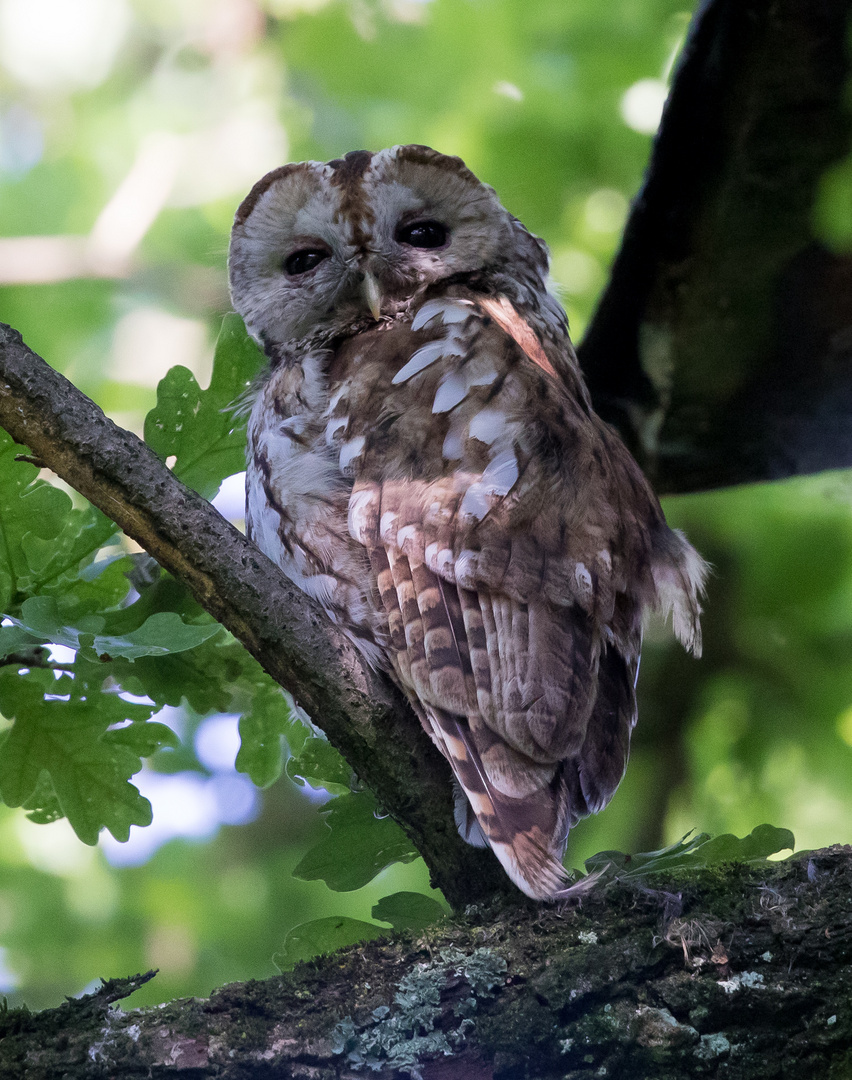 Wildtiere in München