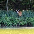 Wildtiere in München 