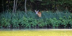 Wildtiere in München 