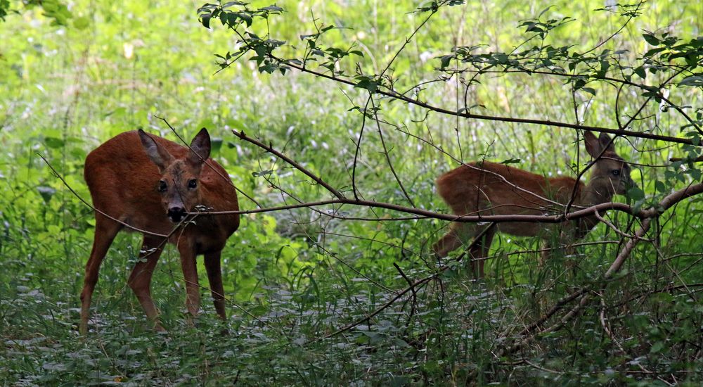 Wildtiere in München