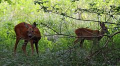 Wildtiere in München