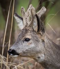 Wildtiere in München