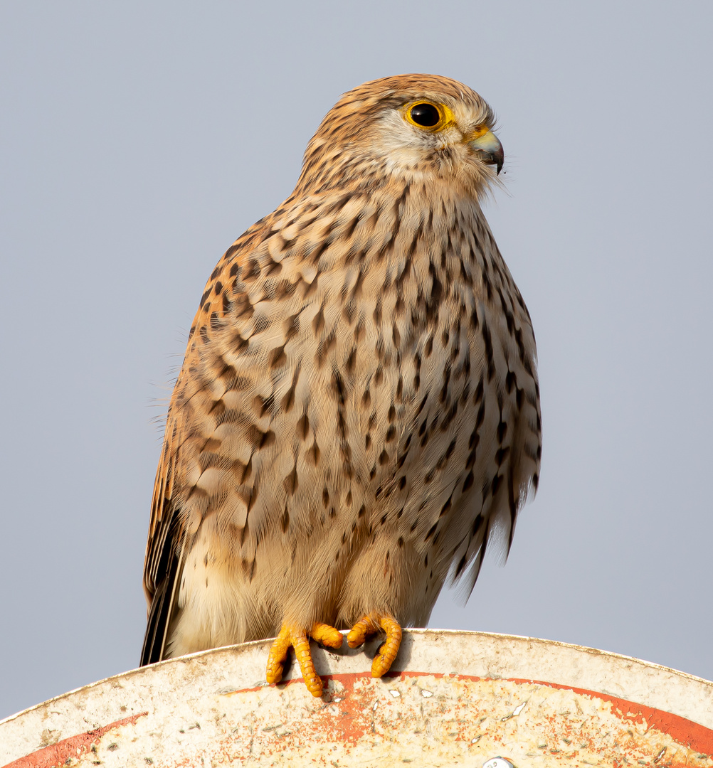 Wildtiere in München