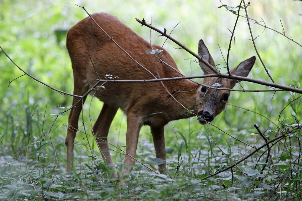 Wildtiere in München 