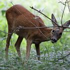 Wildtiere in München 