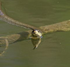 Wildtiere in München