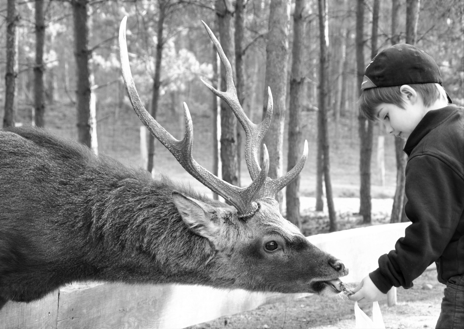 Wildtierfütterung