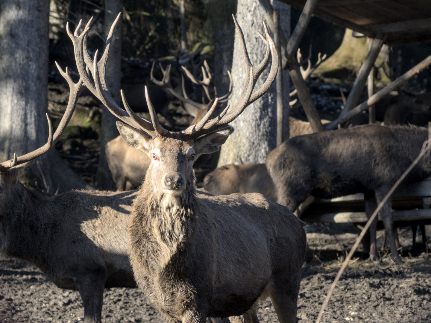 Wildtierfütterung Schwangau