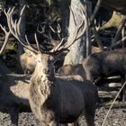 Wildtierfütterung Schwangau