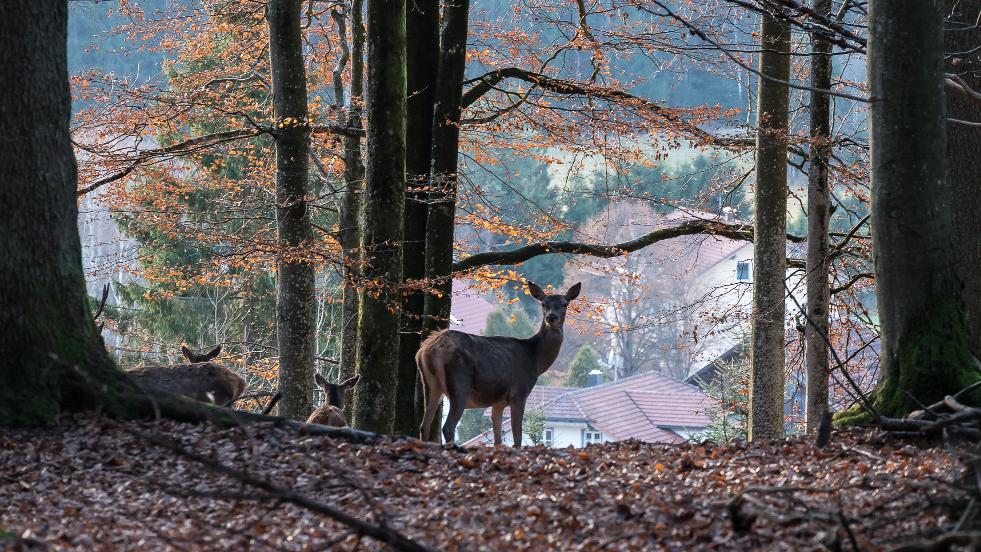 Wildtiergehege Nationalpark Bayerischer Wald