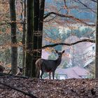 Wildtiergehege Nationalpark Bayerischer Wald
