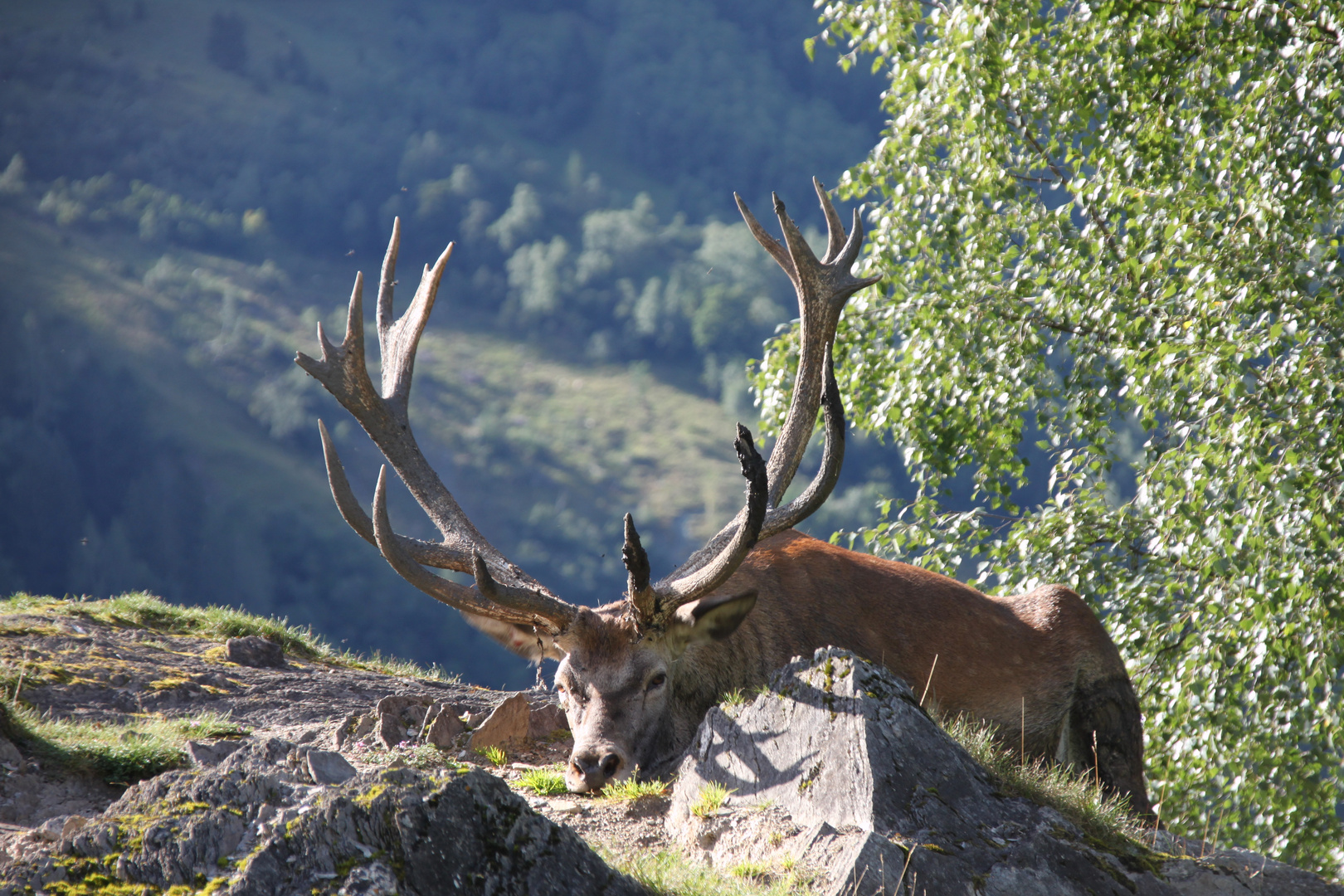 Wildtiergehege Rauriser Tal Salzburg August 2011