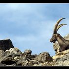 Wildtierpark Bad Mergentheim