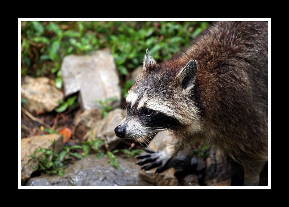 Wildtierpark Bad Mergentheim II