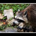 Wildtierpark Bad Mergentheim II