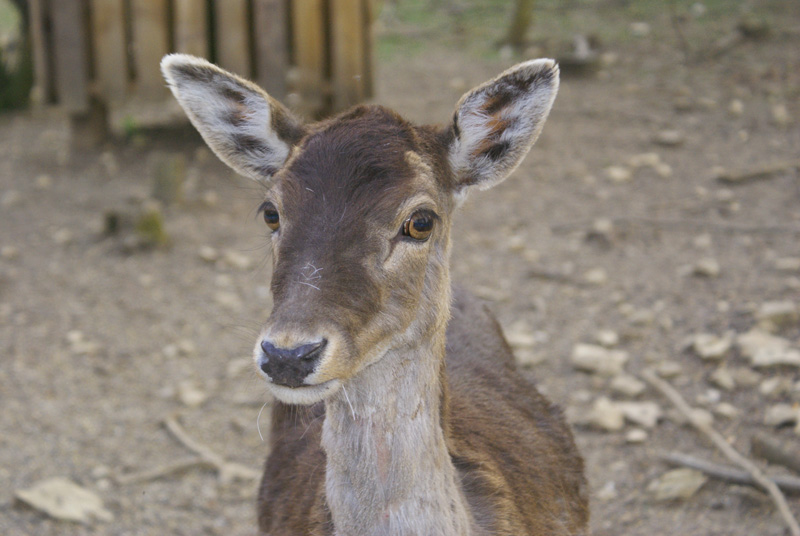 Wildtierpark Heidenheim an der Brenz