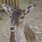 Wildtierpark Heidenheim an der Brenz