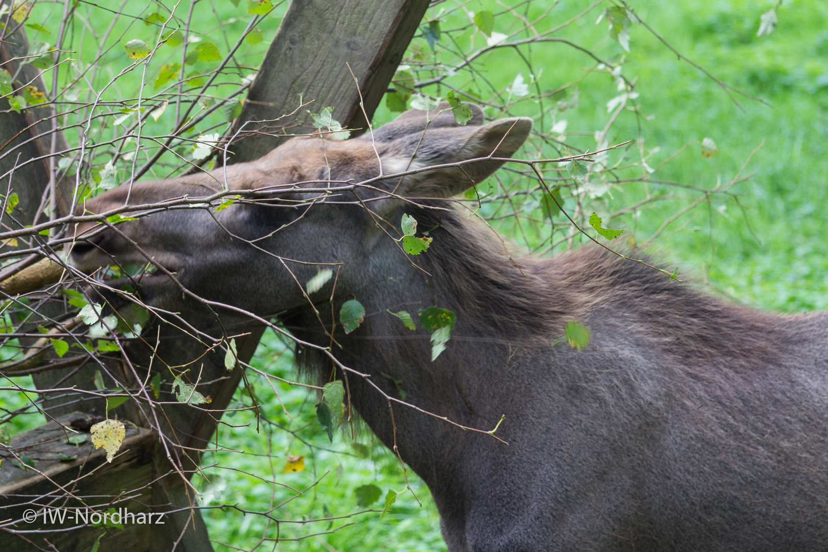 Wildtierpark Lüneburger Heide