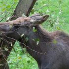 Wildtierpark Lüneburger Heide