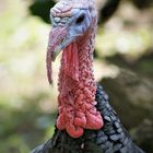 Wildtruthuhn -Wild Turkey