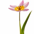 Wildtulpe-04.2020-002A-30x90-