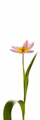 Wildtulpe-04.2020-002A-30x90-